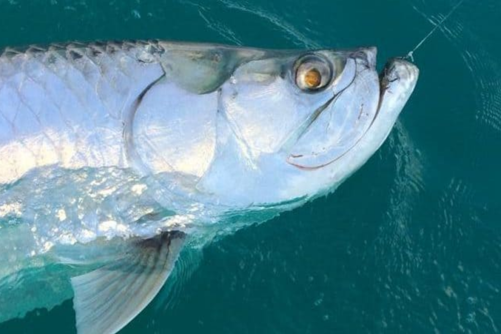 fishing-image-2 Fish at Ocean View in Marathon, FL