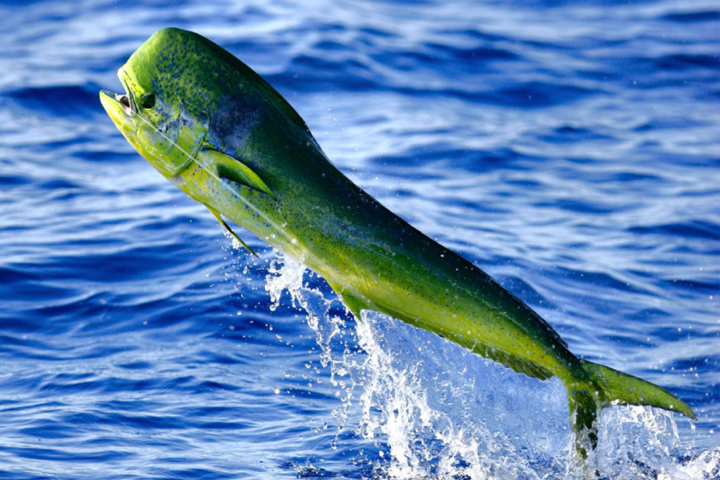 fishing-image-3 Fish in Marathon, Florida at Ocean View Marina